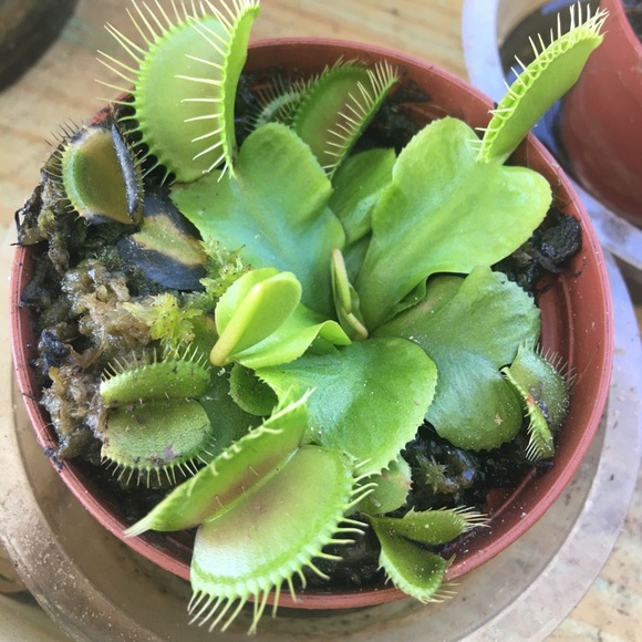 Meet Your Posher, Felicia! 💕 - Picture 2 of 8